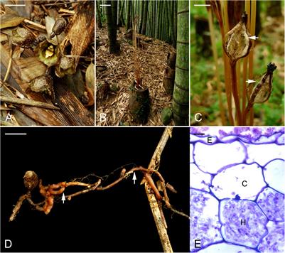 Mycorrhizal Switching and the Role of Fungal Abundance in Seed Germination in a Fully Mycoheterotrophic Orchid, Gastrodia confusoides